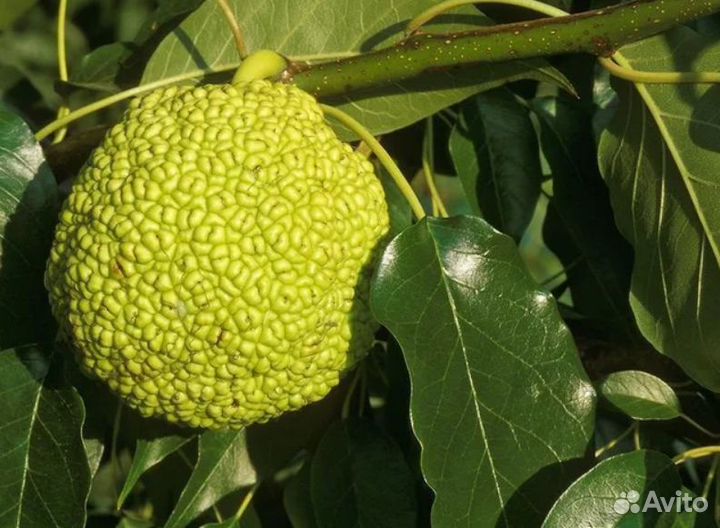 Адамово яблоко Маклюра