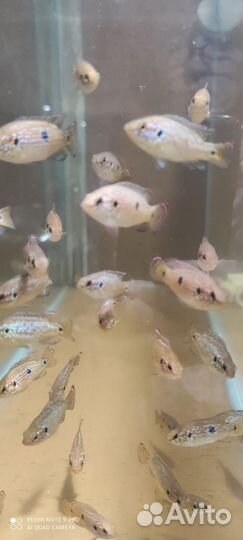 Рыбки хромис красавец 3-4см