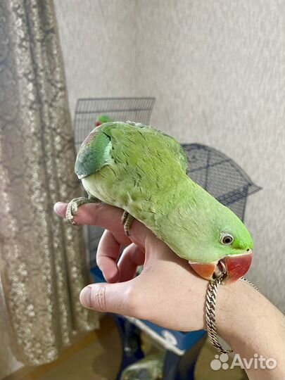 Александрийский попугай