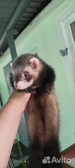 Хорек животное