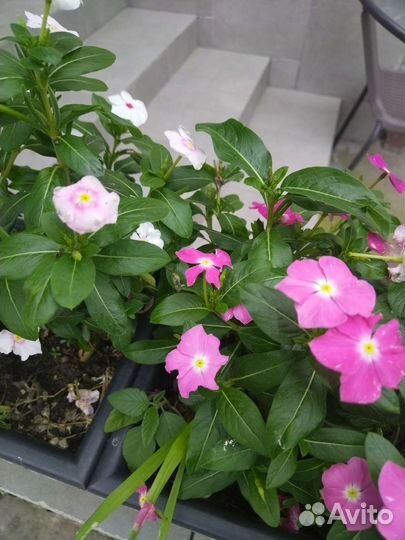 Катарантус