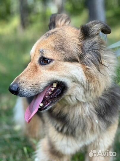 Спасите собаку