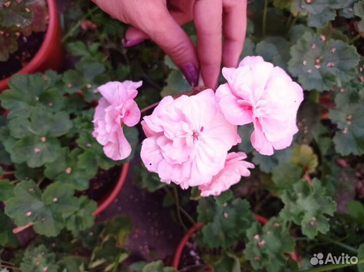 Ириол Акира пеларгония