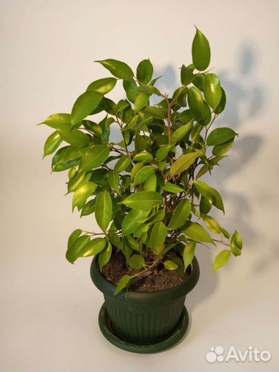 Фикусы бенджамина мелколистные