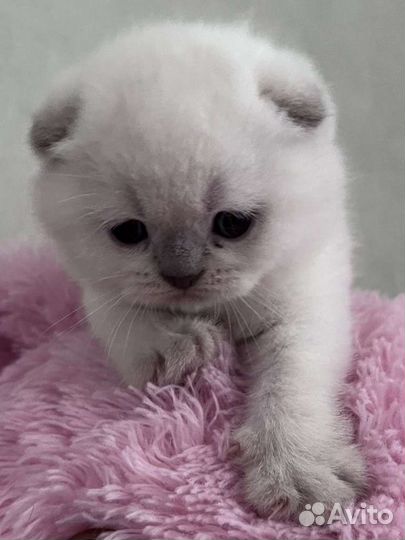 Шотландская