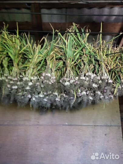 Чеснок, курильский чай, мята