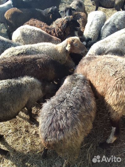 Продаю овец, 19 овцематки