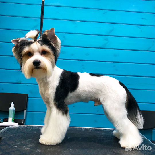 Профессиональный груминг собак