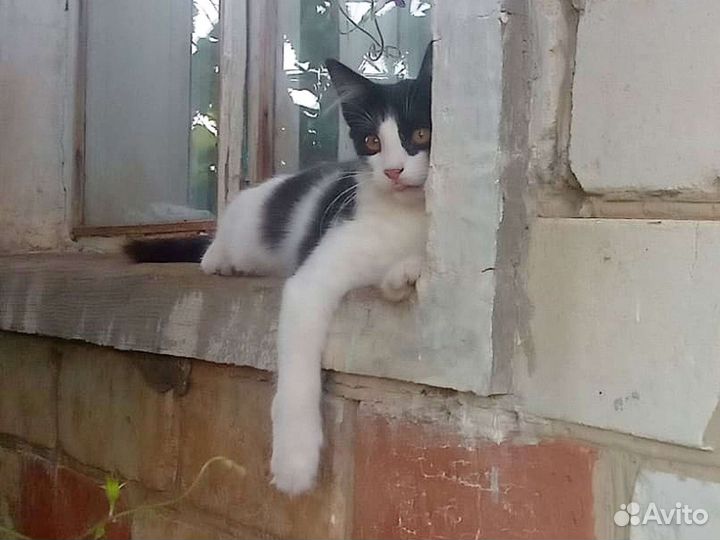 Кошка кошечка