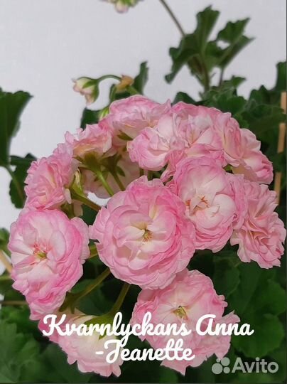 Пеларгонии сортовые