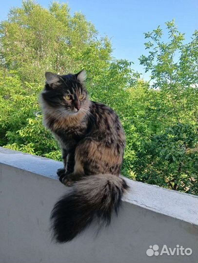 Кошка. Пушистая черепаховая. Пятигорск. Ищем ручки