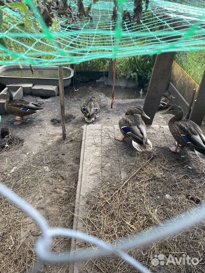 Утята дикой утки