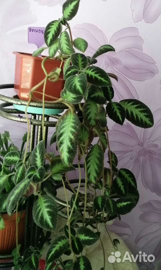 Эписция Голубой Нил взрослое растение