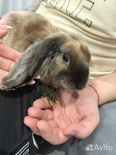 Декоративные кролики вислоухие