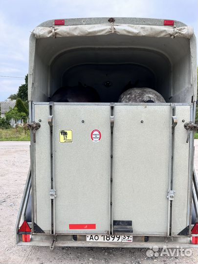 Перевозка лошадей