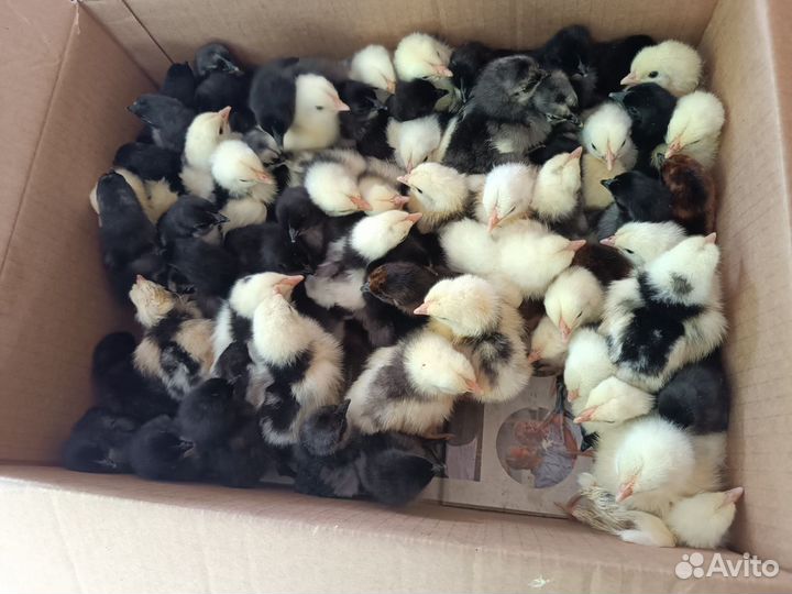 Куры цыплята