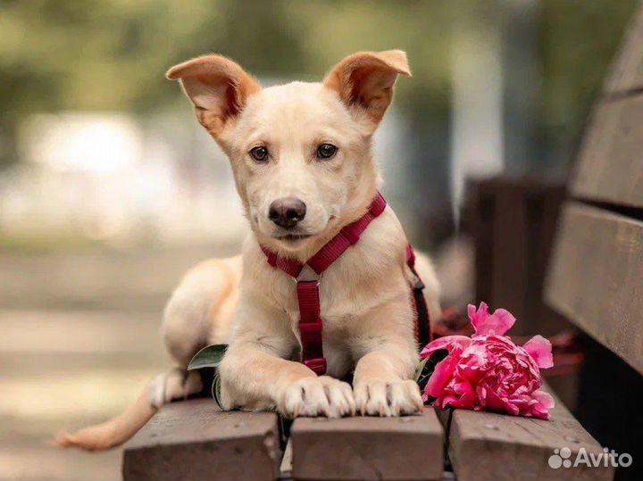 Щенок в добрые руки