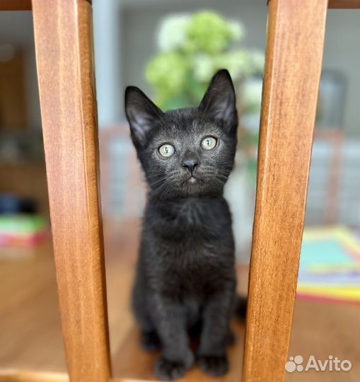 Котята много разных окрасов в добрые руки