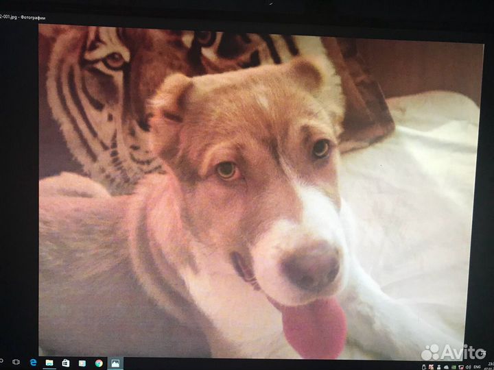 Отель для собаки (передержка)