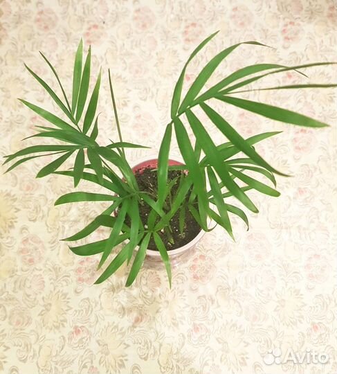 Тростниковая пальма Хамедорея комнатные растения