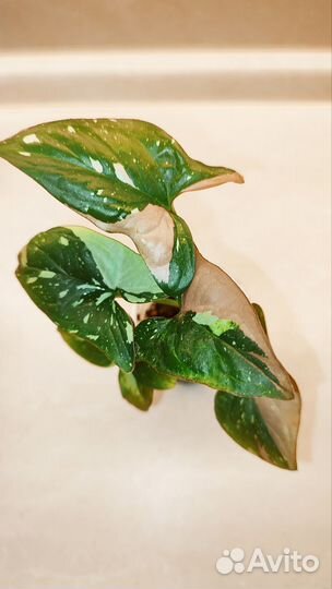 Сингониум ред спот триколор