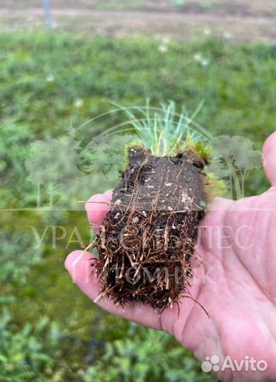 Лиственница Сибирская зкс сеянцы