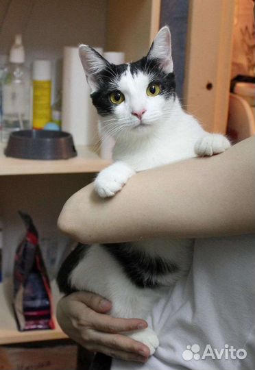 Кошки в добрые руки