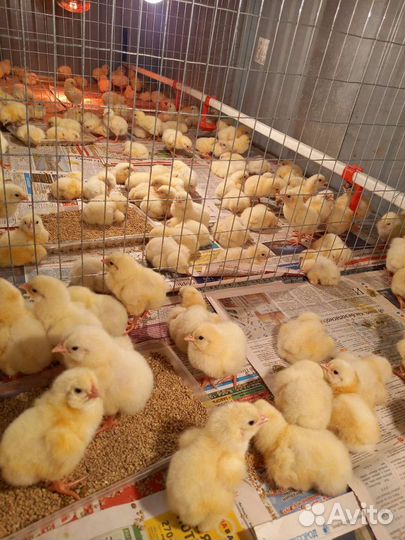 Цыплята. Бройлер Росс 308