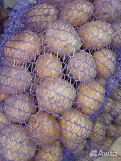 Помидоры сливка с доставкой