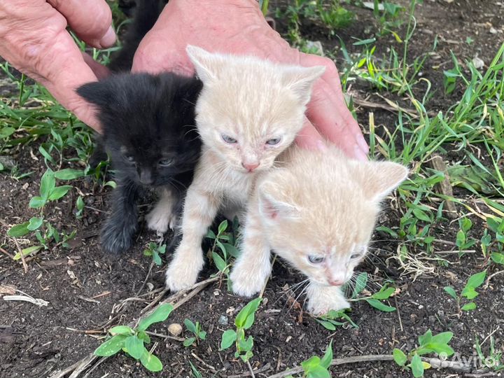 Кошки в добрые руки