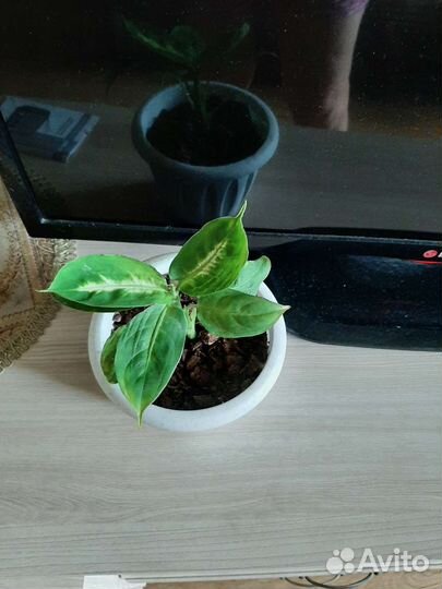 Продам цветы комнатные
