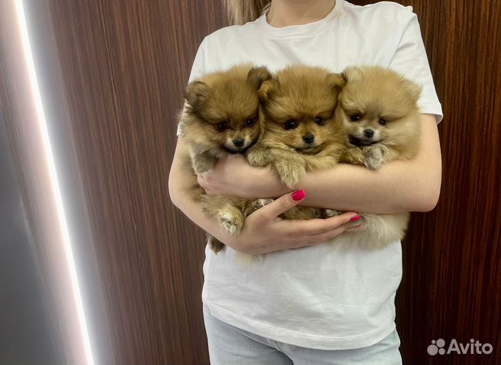 Вязка шпица