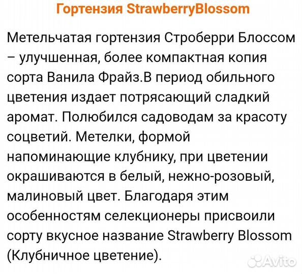 Гортензия метельчатая Стравберри Блоссом