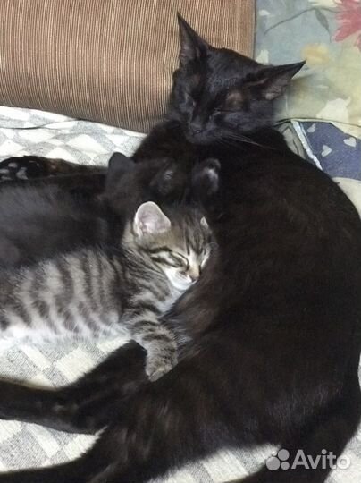 Котенок в добрые руки