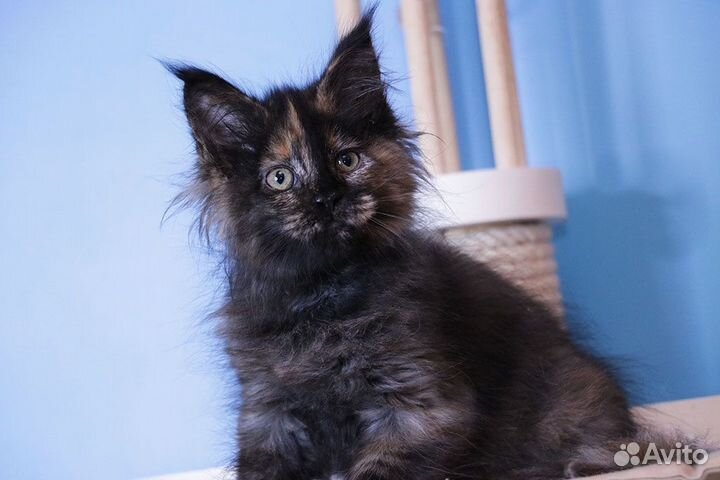 Мейн-кун котенок