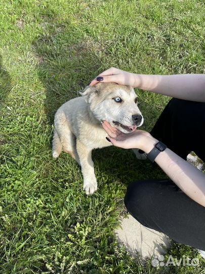 Щенки хаски