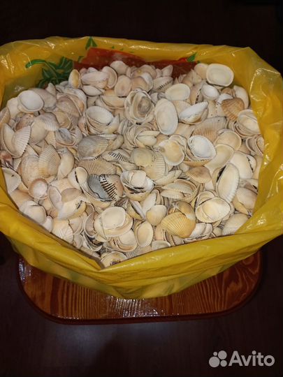 Ракушки морские для поделок или добавка для кур