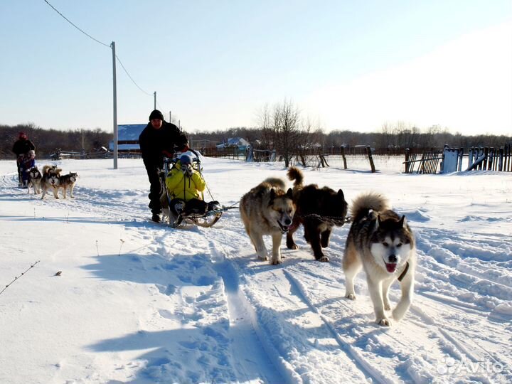 Катание на собачьих упряжках и активные прогулки 5