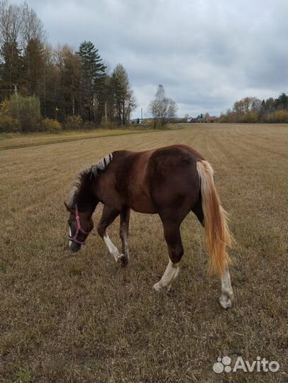 Кобыла советский тяжеловоз