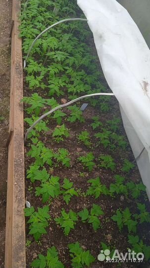 Рассада томатов мощная и приземистая