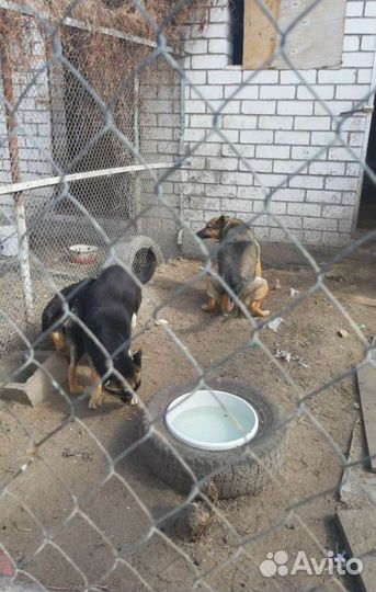 Зоогостиница для собак, передержка