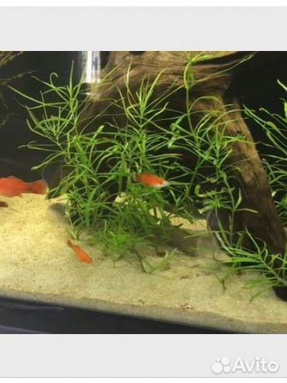 Кварцевый желтый песок 20кг (аквариум, террариум)