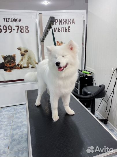 Стрижка собак,кошек