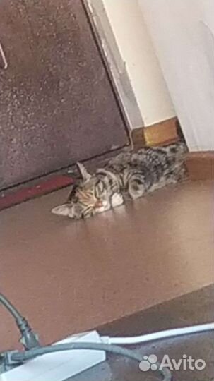 Кошка бесплатно