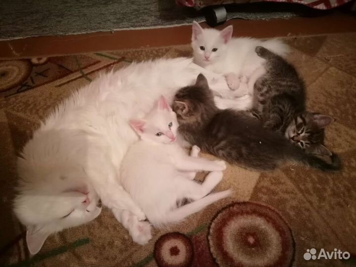 Котята мейн-кун