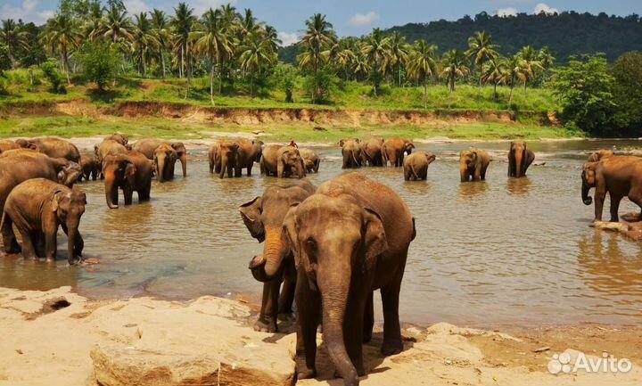 Туры на Шри-Ланку из Казани