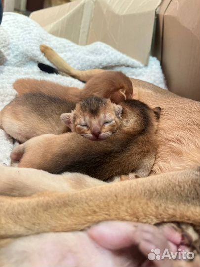 Абиссинские котята