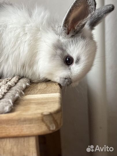 Декоративный карликовый кролик, вислоухий баран