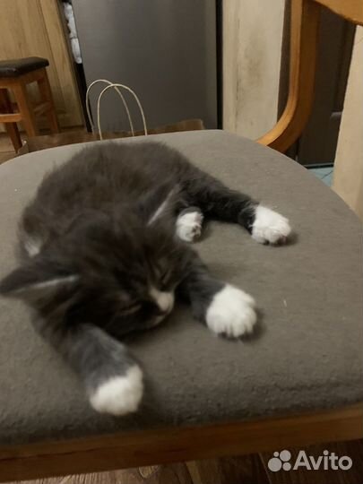 Британский кот