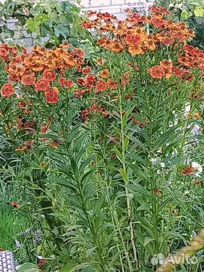 Много многолетних цветов